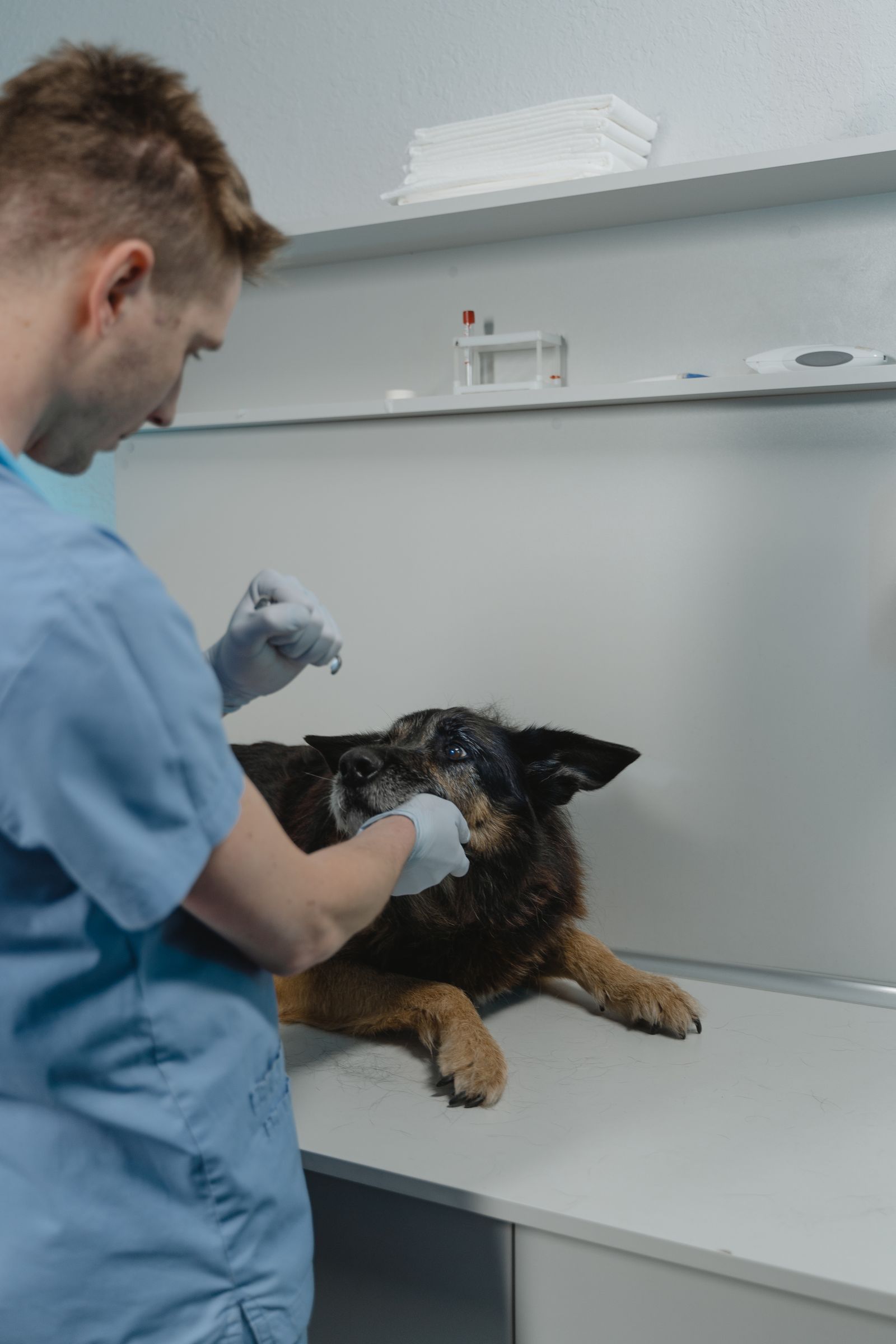 Médica veterinaria revisando a un perro en consulta